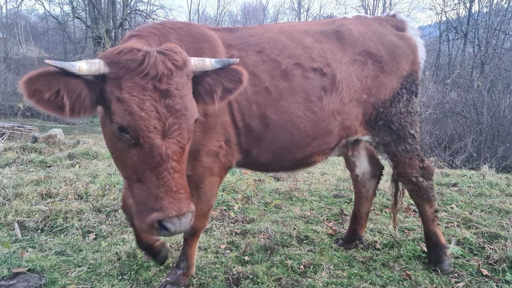 Vaca de vanzare gestanta