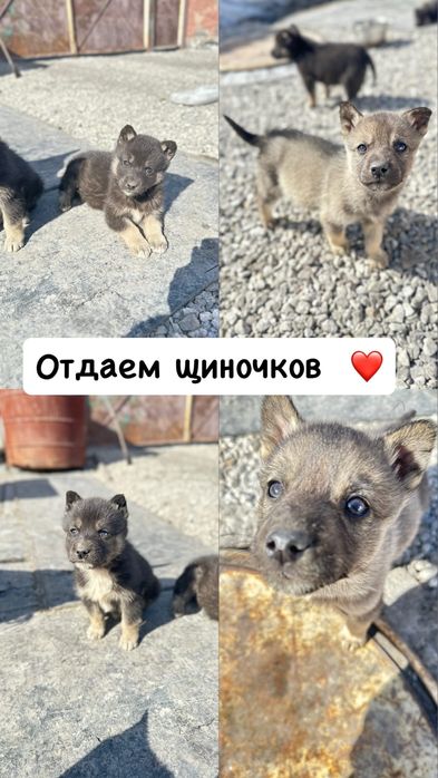 Отдам щенков в добрые руки