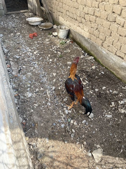 Дакан кораз петух