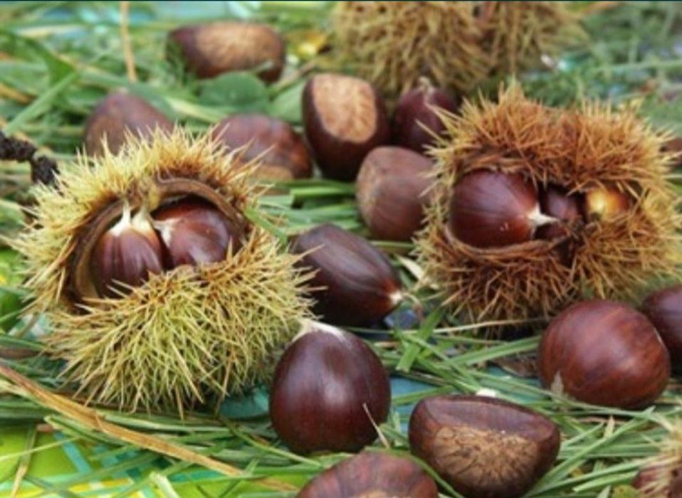 Castanea Sativa - Castan comestibil la pret de producator