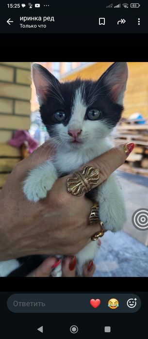 Отдам котят бесплатно