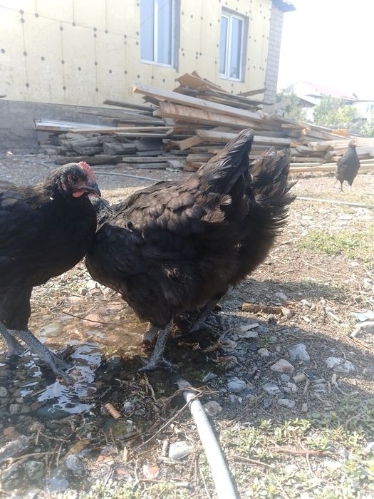 Продам чиса кровных джерсинский гегант