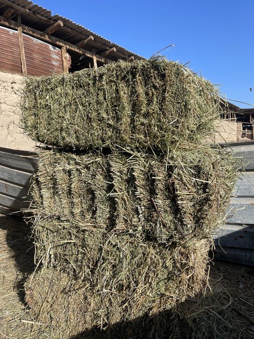 Продам сено люцерна в тюках