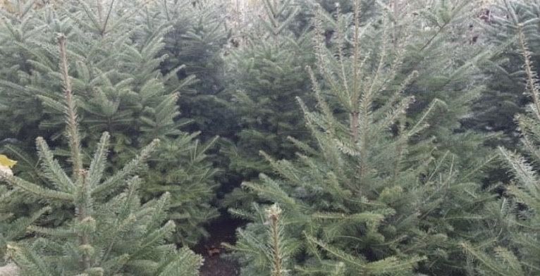 Brad de craciun /nunta ,crengute brad , brad argintiu molid,douglas