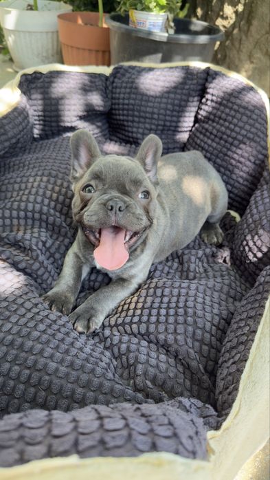 Френски булдог