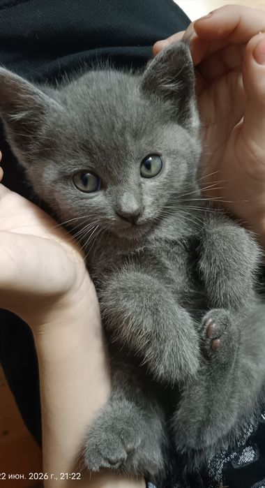 Котята 3 шт  умные