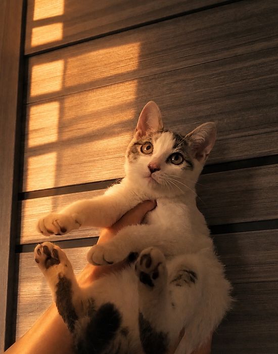 Котята мальчики в добрые руки! 3 месяца.