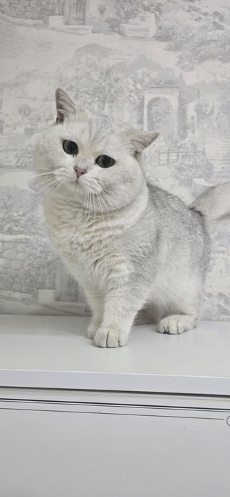 Манчкин Британские котята   мальчик