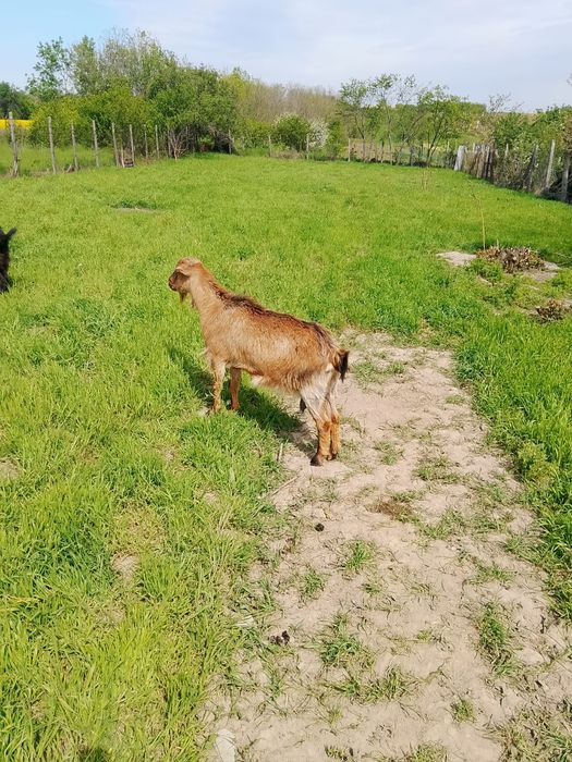In jur de 15 capre toate mari și mulgătoare fara capre bătrâne.