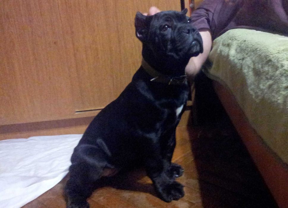 Кане корсо 8 месяцев мальчик