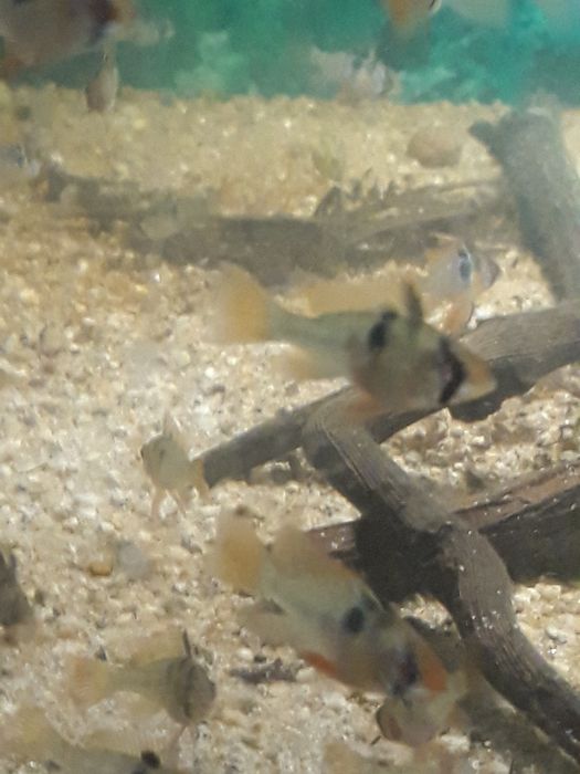 Ramirezi încă un colț de natură