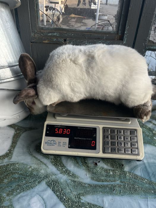 Продам кролиху калифорния