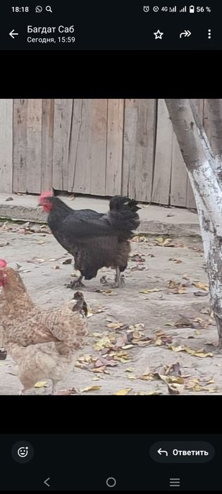 Курицы курицы  курицы