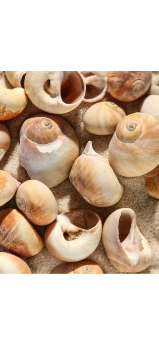 Набор ракушек, 2,5 - 4,5 см, 100 г