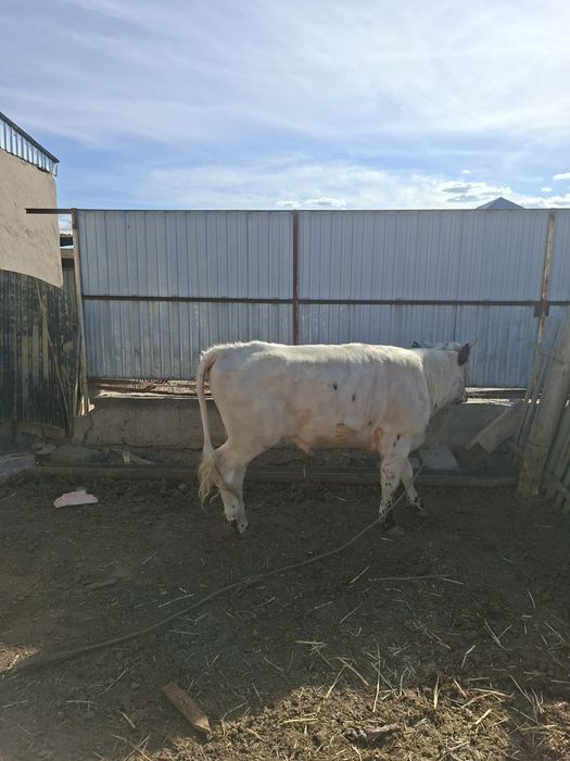 Семіз бұқа сатылады срочно