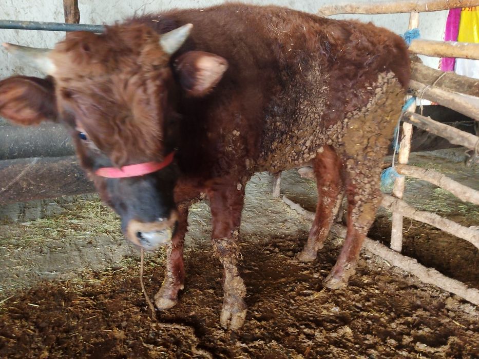 Buqqa sotiladi. Zotdor. Narxi kelishilinadi