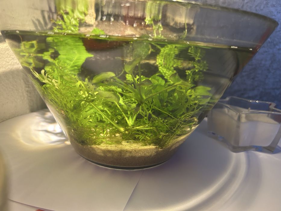 Acvariu-bol  ptr betta