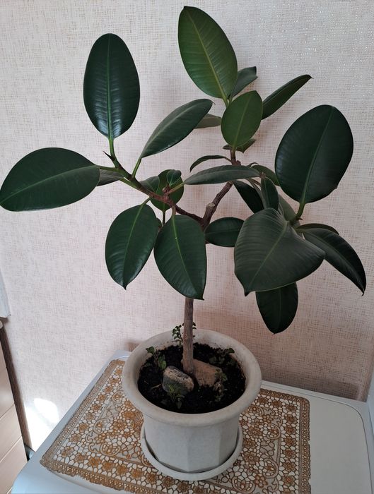 Продам комнатные цветы разные