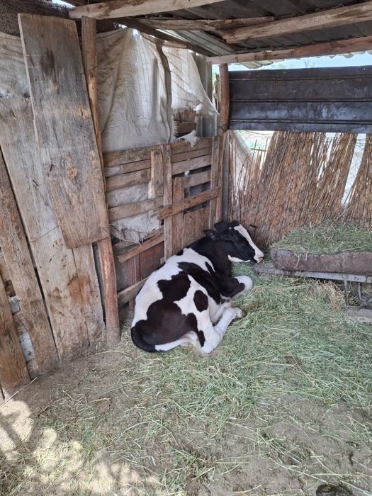 Vând vițel cu vârsta de 3 luni.
