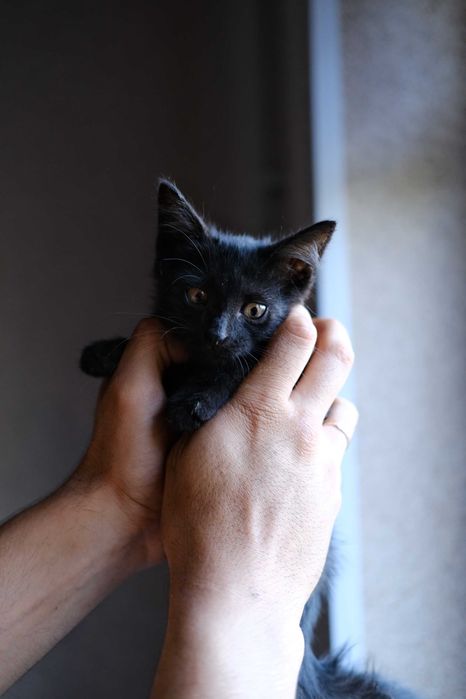 маленький котенок ищет дом