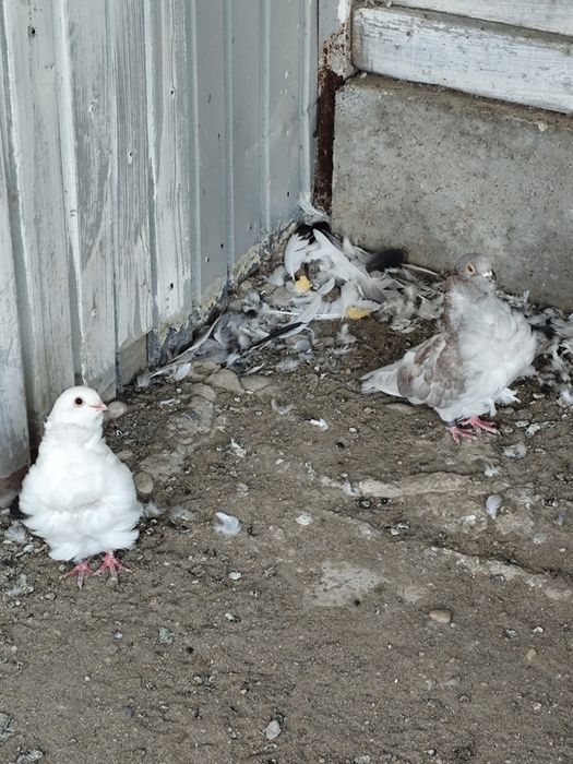 Cocosi Australorp ,porumbei și Sebright.