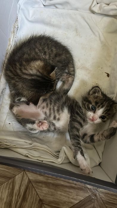 Отдам котят в добрые руки