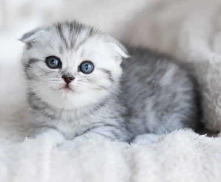 Серебристая шиншилла