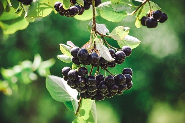 Vand Aronia 100% naturala, din gradina proprie