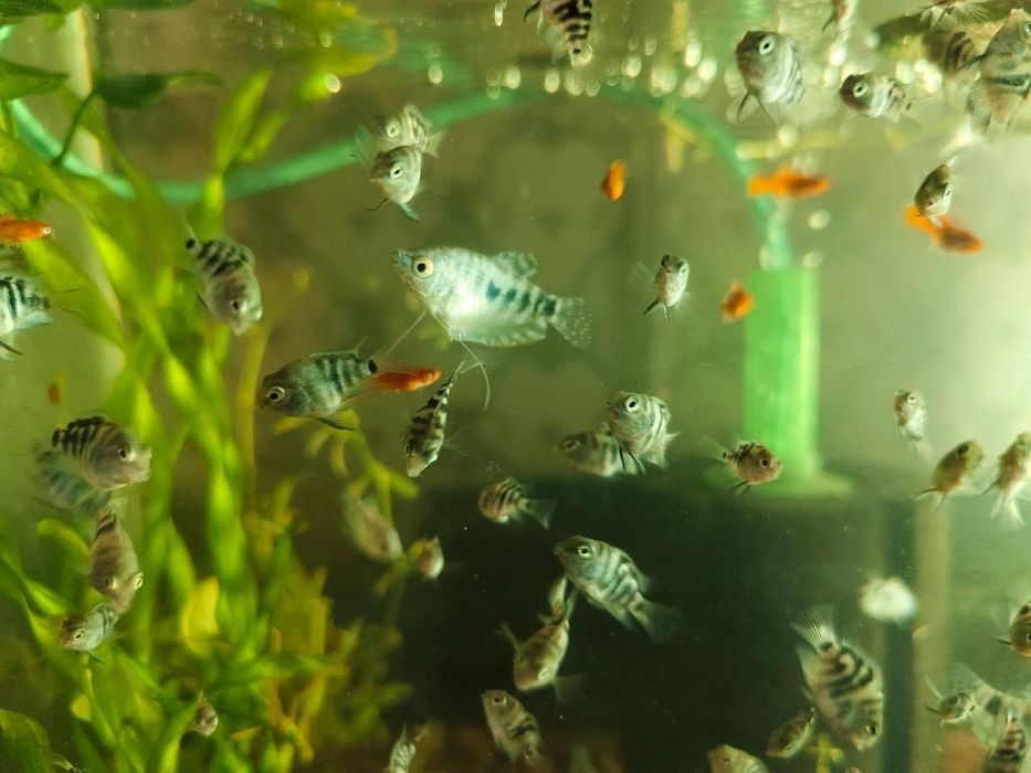 Домашние рыбки для аквариума