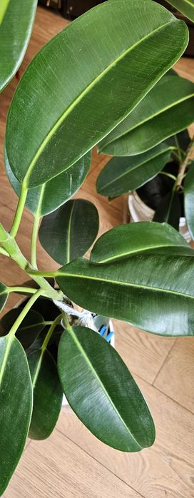 Комнатное растение Фикус