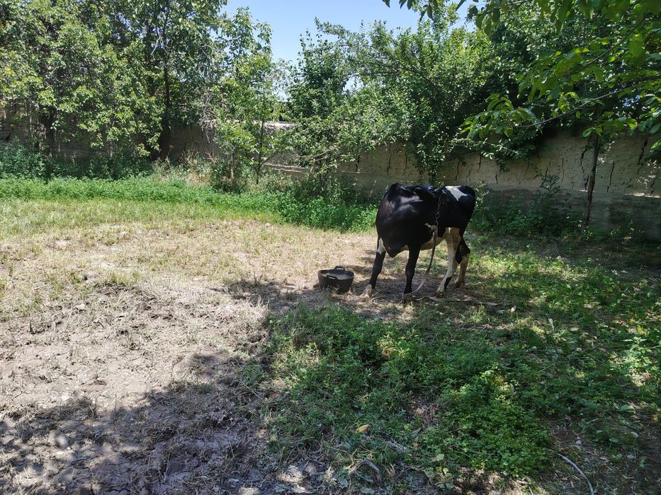 Бугоз мол сотилади