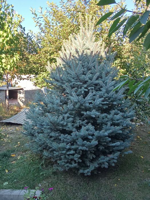 Голубая ель для сада