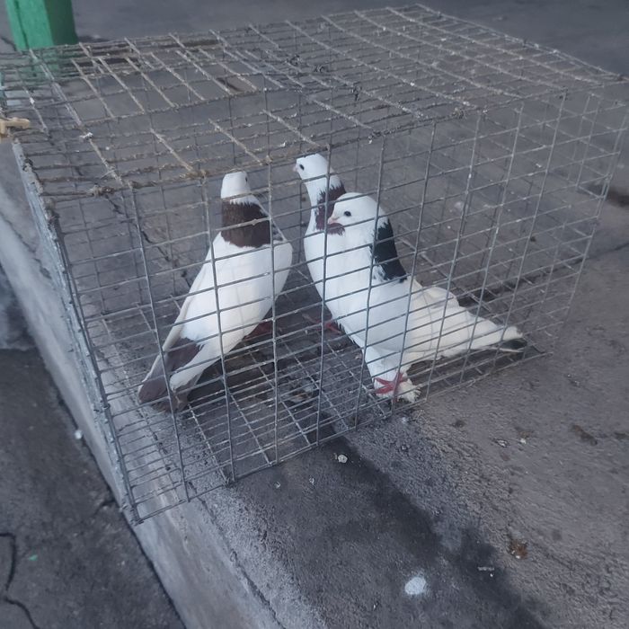 Краснашейки сизашейки 3 самец