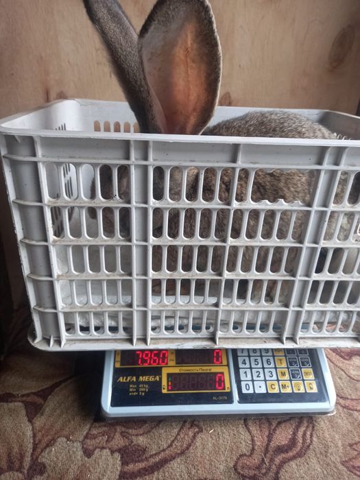 Продам кроликов. Фландр.