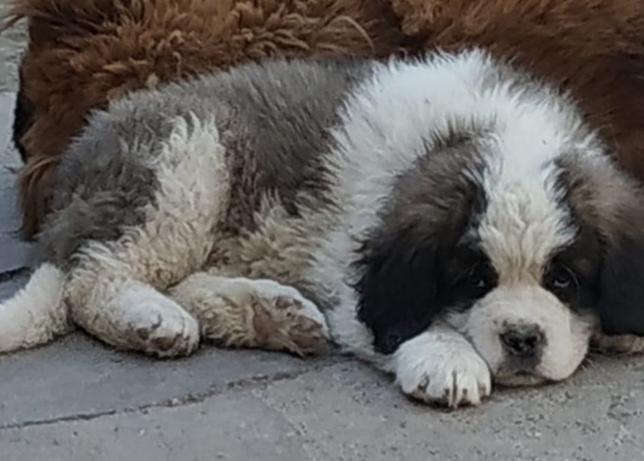 Продам щенков Сенбернар