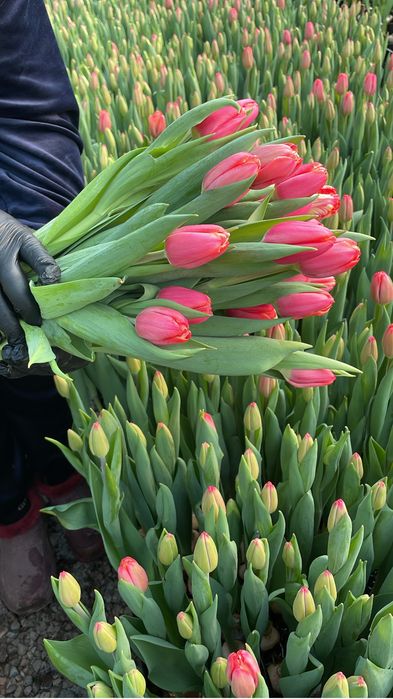 Тюльпаны Голландия