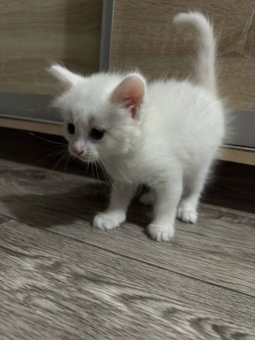 Отдам котят крысыловов в хорошие руки