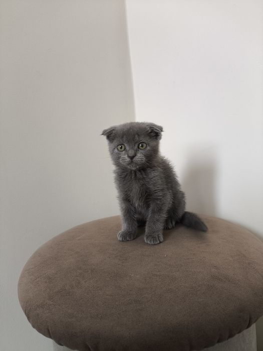 Веслоухий котёнок.