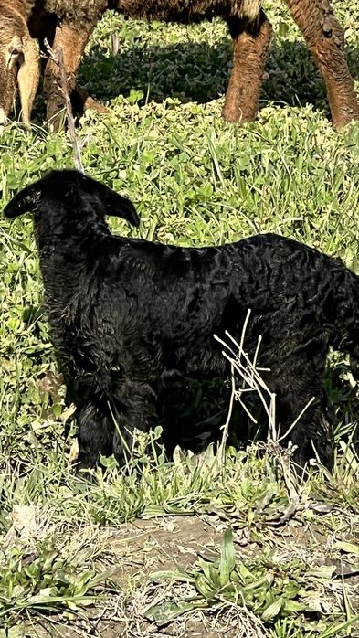 Sotildi……………………….