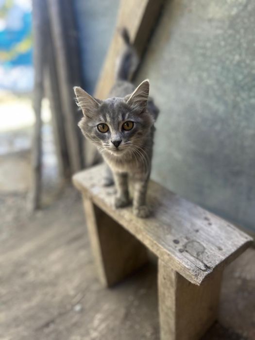 Отдам кошек в добрые руки