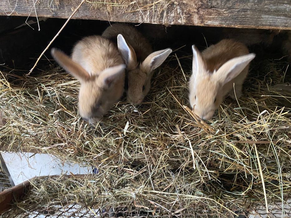 Кролики 1,5 месяца и 2 месяца