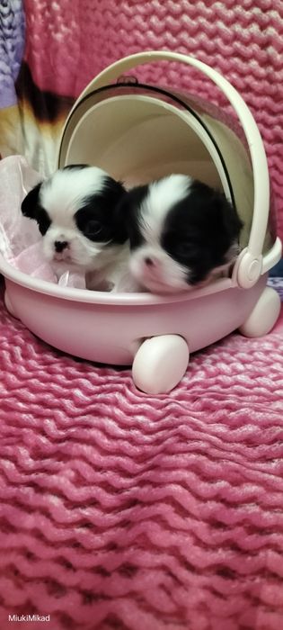 Девочки японского хина.