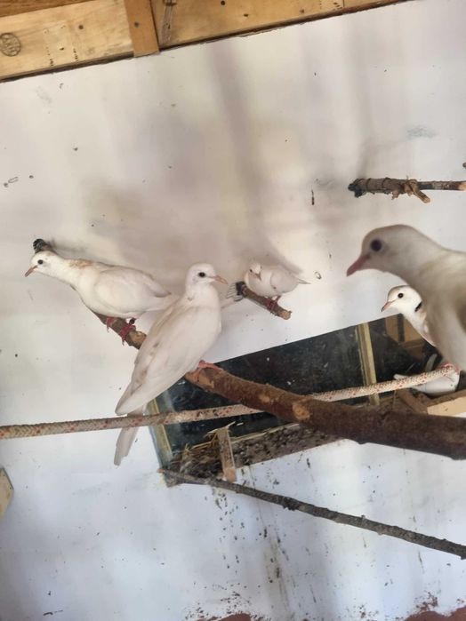 Papagali perusi,nimfe,agarponis gaini cochinchina pitic,australorp