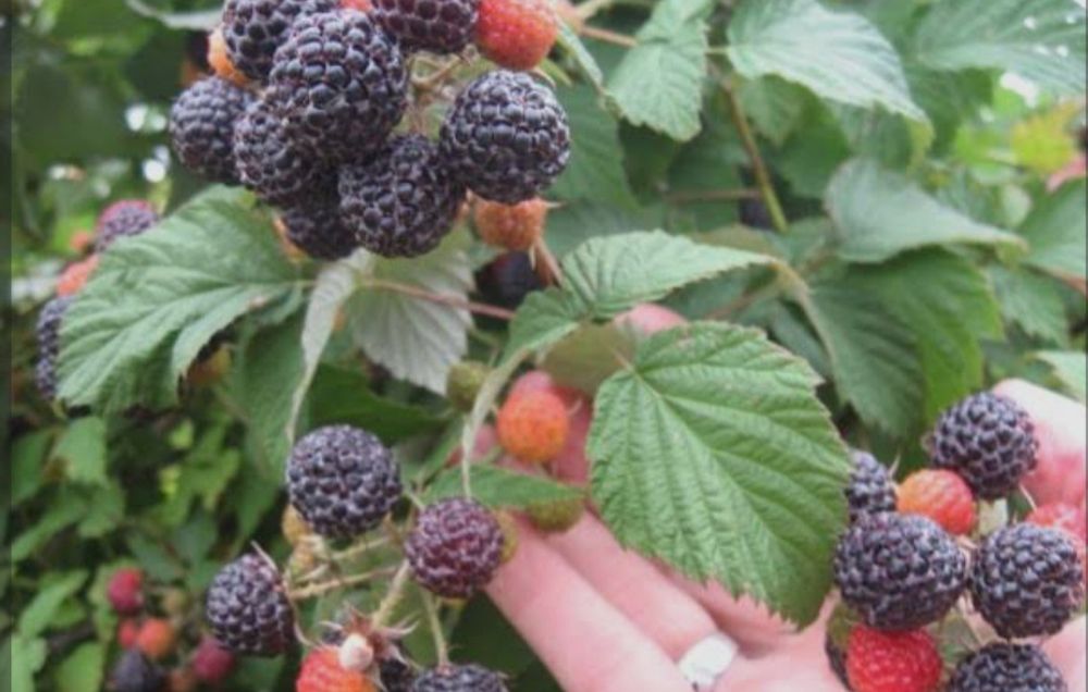 Малина, элитный сортлар Маравила,Полана, Полька,