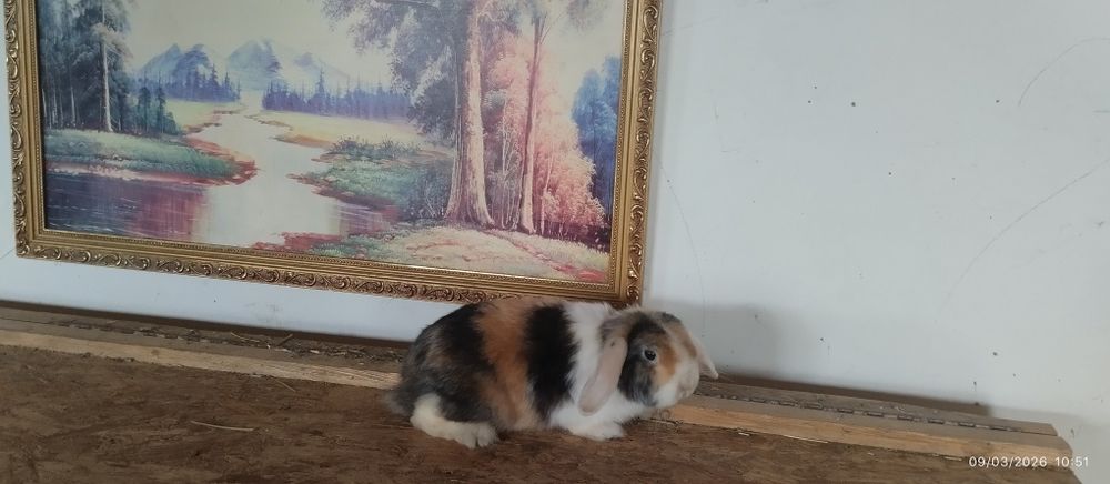 Карлик баран зотли куен сотилади 5 ойлик