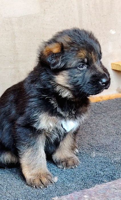 Pui Ciobanesc german