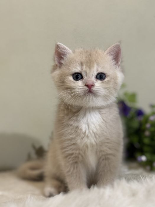 Продается чистокровный британский котенок ау12
