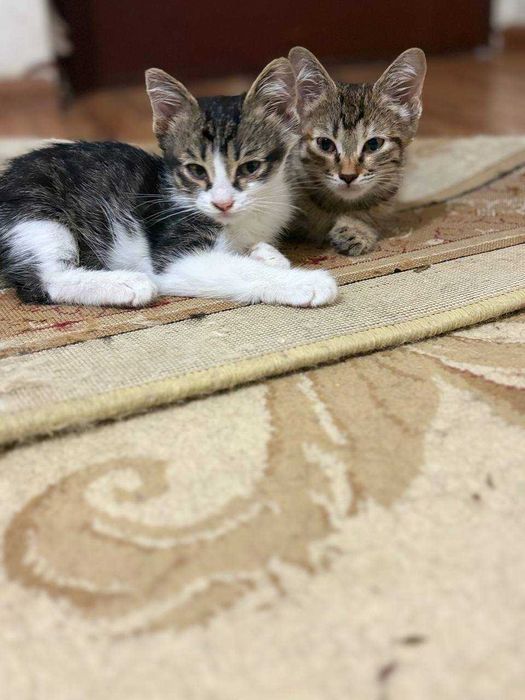 Отдам котят в хорошие руки!