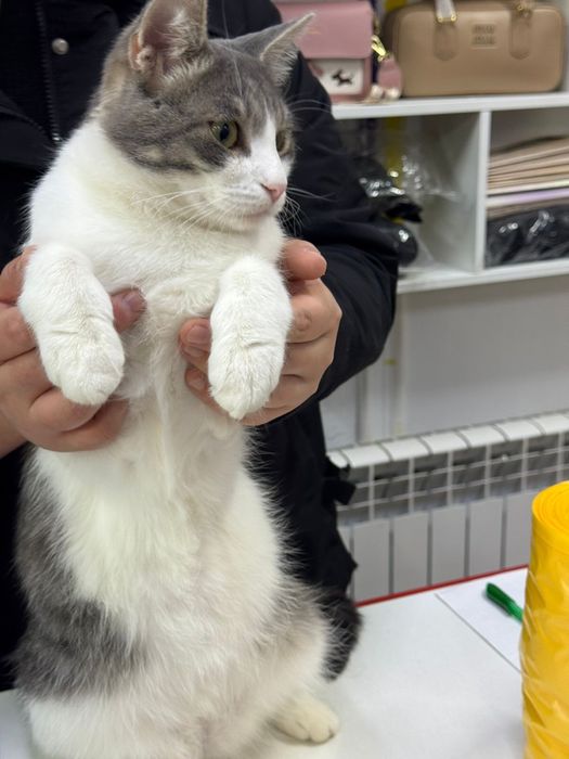 Котик 2 года. Кастрирован