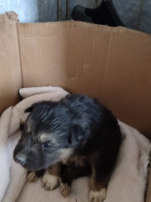 Щенок в добрые руки